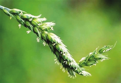 麦花,是开在田野麦穗上的小黄花么?